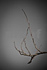 January 1, 2009  - Simplicity

I am wishing for a year a bit less complicated and stressfilled than the past.  I hope all of you have a year full of love and laughter and simple joys.