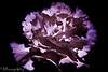 January 3, 2009

Update - I got an email back from Seamus with Smugmug.  He was able to restore ALL of my 2008 daily photos WITH THE COMMENTS AND PHOTO RANKINGS!  I am incredibly impressed and can not thank him enough.  What a fantastic organization smugmug is. Thank you thank you thank you - from the bottom of my heart. :)
**************************************************************************************

I am kicking myself big time today.  I went to move all of my 2008 daily gallery (sorted by month) into one large gallery that covered the entire year.  Well I thought I had them moved over and that I was deleted an empty gallery - turns out I deleted the gallery I had just moved everything into.  So I lost all of my comments and photo rankings that I had worked so hard to get in the past few months.

I was able to put all of the photos back up since I had all of them but I am really just heartbroken over losing all of your comments.  They have meant so much to me.

I emailed smugmug - to see if there was any way to get them back, but I would be so incredibly surprised.  I have resigned myself to the results of my stupid mistake.

Oh well.
