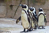 February 1, 2009 - From the Dallas Zoo.

Following the leader, the leader, the leader
We're following the leader wherever he may go
We won't be home till morning, till morning
We won't be home till morning
Because he told us so.