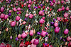 March 9, 2009  Dallas Blooms at the Dallas Arboretum